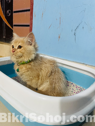 পার্সিয়ান বিড়াল